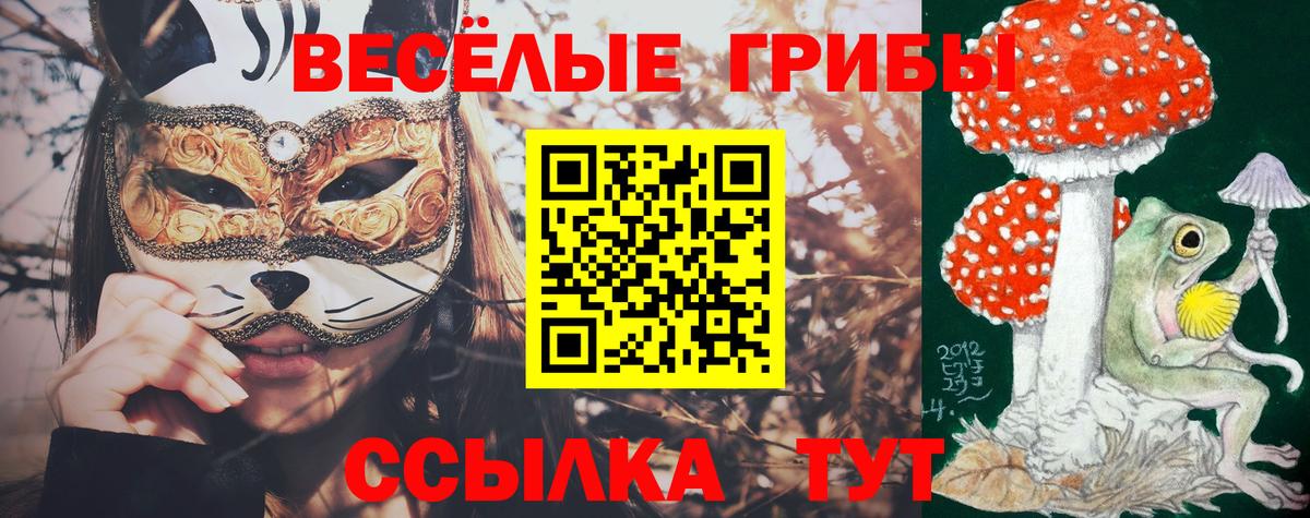 Псилоцибиновые грибы Psilocybine cubensis Карачаевск
